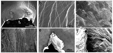 Applied Sciences Free Full Text Understanding The Fracture Behaviors Of Metallic Glasses—an