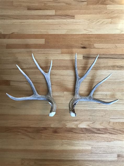 Matching Mule Deer Shed Antlers Xl Size Shed Antler Shed Etsy Uk