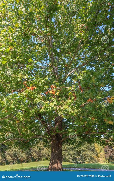 Illinois North American Sycamore Tree Stock Photo Image Of Forest