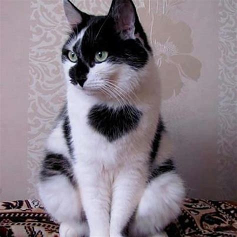 21 Cats With The Most Unique Fur Patterns Ever Top13