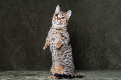 How Much Does A Munchkin Cat Cost The Ultimate Guide