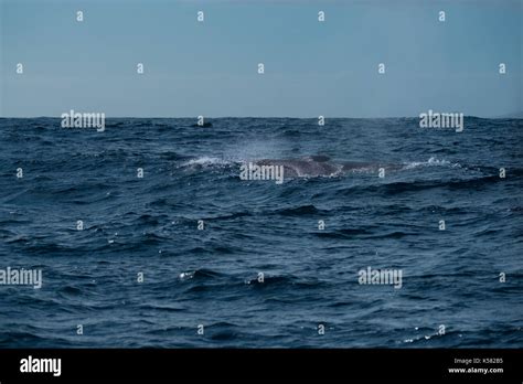 A Fin Whale Balaenoptera Physalus Surfacing Near To The Azores Stock