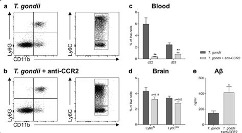 Ablation Of Ccr2 Ly6c Hi Monocytes Increases Aβ Accumulation In T