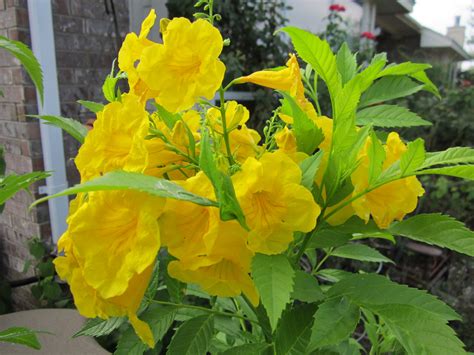 Yellow Plants For Central Texas Gardening Lisas Landscape And Design