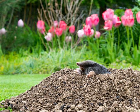 How To Get Rid Of Moles In Your Yard 5 Non Lethal Ways Gardeningetc