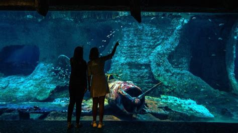 Abu Dhabi Welcomes The Largest Aquarium In The Middle East