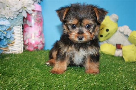 Yorkshire Terrier Puppies For Sale Long Island Puppies