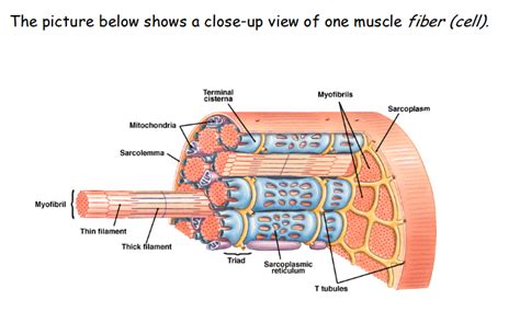 Doing aerobic exercise can help keep cardiac muscle tissue strong and healthy. The Muscular System Flashcards | Easy Notecards