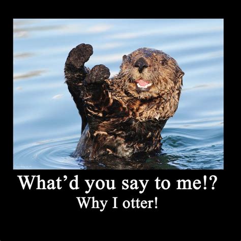 Otter Puns Funny Animals Otters Funny Animal Memes