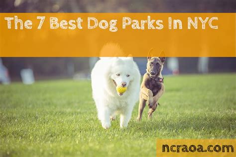 The 7 Best Dog Parks In Nyc 2021 Update National Canine Research