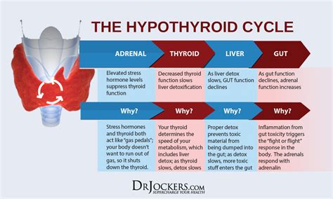 7 Signs Of An Underactive Thyroid