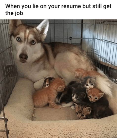 Wholesome Animal Memes To Start The Week Off Right Cute Animal Memes