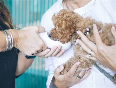 The Importance of Regular Check-Ups for Your Furry Friend:A Guide to