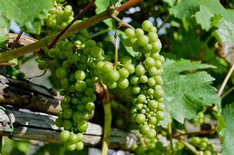 Are you searching for grape vine png images or vector? Green Grapes · Free Stock Photo