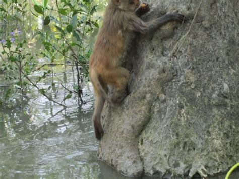 Climbing Tree Picture Of Bangladesh Asia Tripadvisor