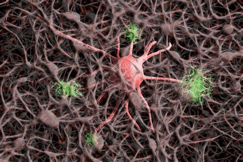 Descubren Genes Que Protegen A Las Neuronas Existe Un Diseño Genético