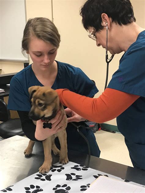 Their duties include recording health information about animals, helping to administer treatments. Veterinary Assistant - White Mountain Community College
