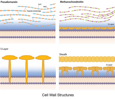 Archaea General Microbiology