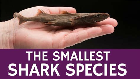 Smallest Shark Species Lantern Shark Fun Animal Facts For Students