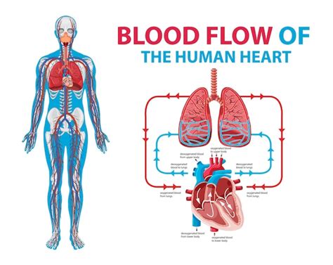 Diagrama Que Muestra El Flujo De Sangre En El Corazón Humano Vector