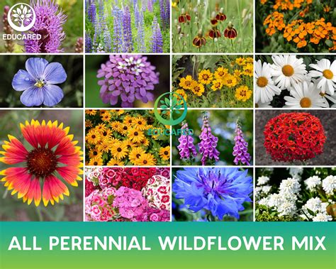 All Perennial Wildflower Mix Organic Seeds Flower Seeds Etsy Uk