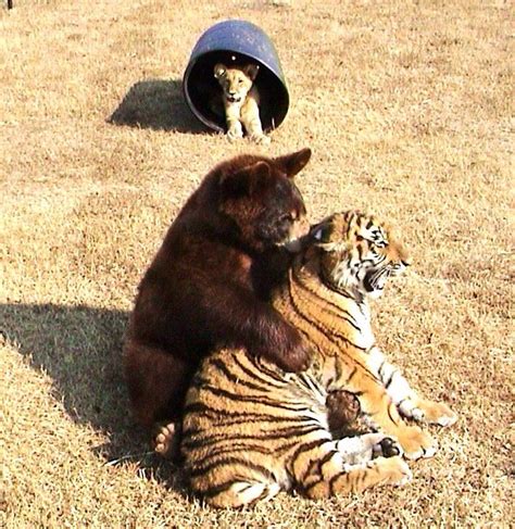 Lion Tiger And Bear Were Rescued As Cubs And Became Best Friends For Life