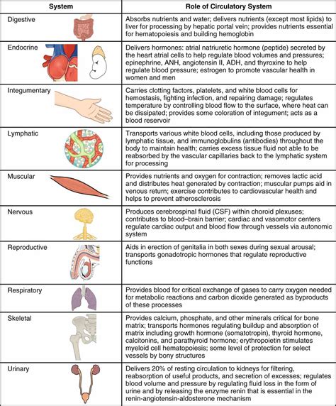Endocrine System Functions And Parts