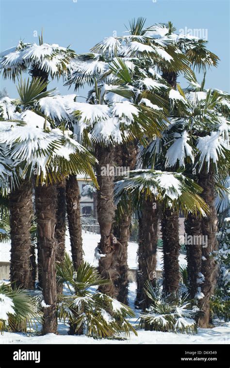 Palm Tree With Snow On It Stock Photo Alamy