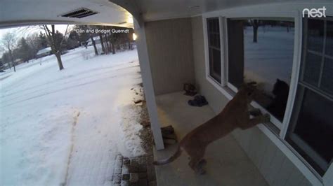 Cougar Sightings State Dnr Officials Say The Big Cat Is Looking To