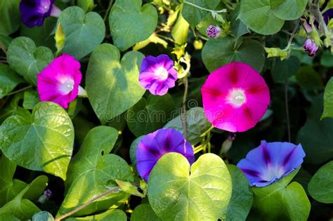 Closeup Morning Glory Flower In A Gardenblurred Background Stock