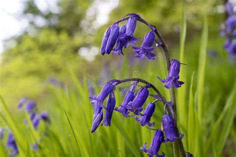 Pretty Blue Purple Early Spring Flowers In English Woodland Stock