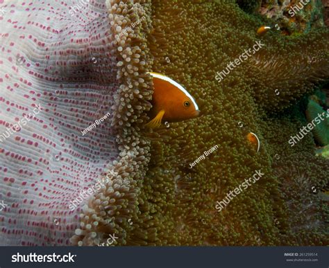 Orange Skunk Clownfish Sheltering In A Mertens Carpet Sea Anemone