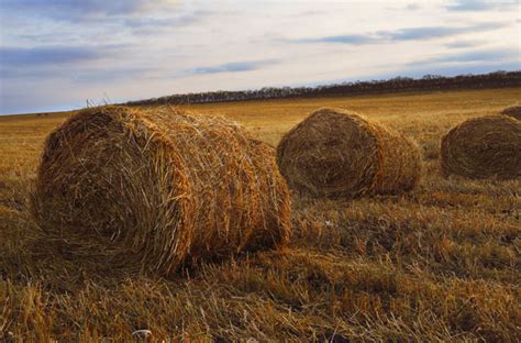 Hay Field Free Stock Photo Public Domain Pictures