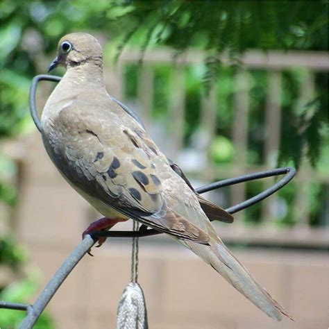 The Best Baby Mourning Dove Food Recipe - Home, Family, Style and Art Ideas