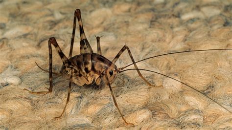 How To Deal With Crickets In Basement Openbasement