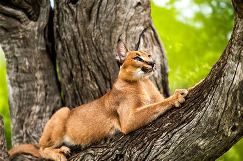 Caracal Felis Caracal