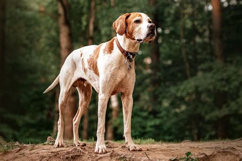 English Pointer Dog Breed Information And Characteristics