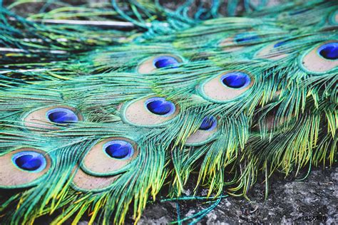 Details Close Up Of Real Peacock Feather Colorful Tail Peacock Stock