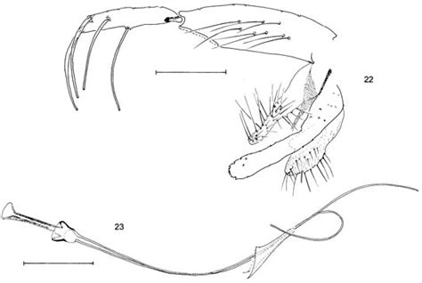 Scielo Brasil Description Of Micropygomyia Silvamyia Echinatopharynx Sp Nov Diptera