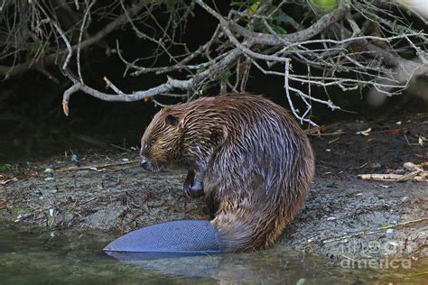 Beaver Tail Photograph By Craig Corwin