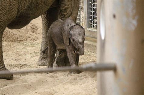 Baby Elephants Name Announced At Omaha Zoo First In 125 Year History