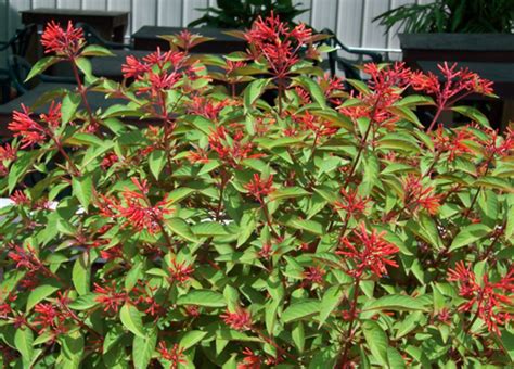 Firebush Is One Tough Texas Flowering Plant What Grows There Hugh