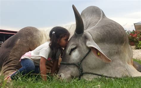 We have assembled hundreds of excellent artists,who has more than 10 years painting experiences, facous on abstract oil painting,portrait paintings,animal paintings,landscape paintings,still life and flower etc.the reprodution paintings of van gogh,monet,salvador dali,renior da vinci,picasso are very hot. Conozca la niña que más ama a los Guzerá | CONtexto ...