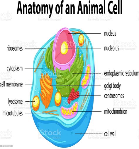 A lipid bilayer is a powerful electrical insulator , but in neurons, many of the protein structures embedded in the membrane are electrically active. Diagram Showing Anatomy Of Animal Cell Stock Illustration ...