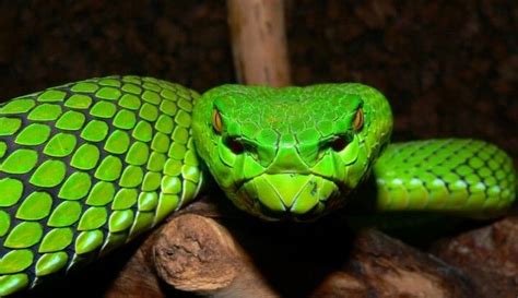 Gumprechts Green Pit Pit Viper Rare Animals Viper Snake