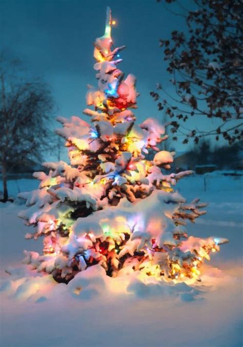 10 Natural Outdoor Christmas Tree Decorations Homemydesign Snow