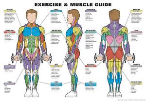 Anatomy posters and anatomy charts. MEN'S EXERCISE AND MUSCLE GUIDE 24" x 36" Laminated Poster NFC1_B by Fitnus | eBay