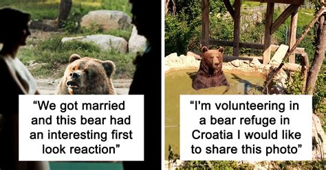 50 Fun Facts About Bears Unbelievable Discoveries In 2024