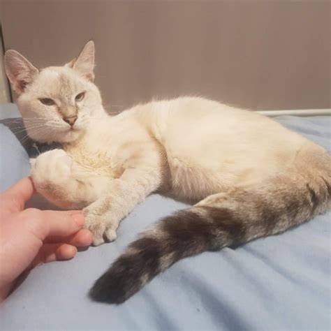 Ming Female Domestic Short Hair X Siamese Mix Cat In Wa Petrescue