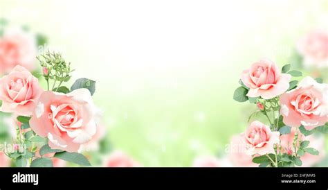 Branch Of Rose With Pink Flowers Horizontal Banner With Beautiful Rose